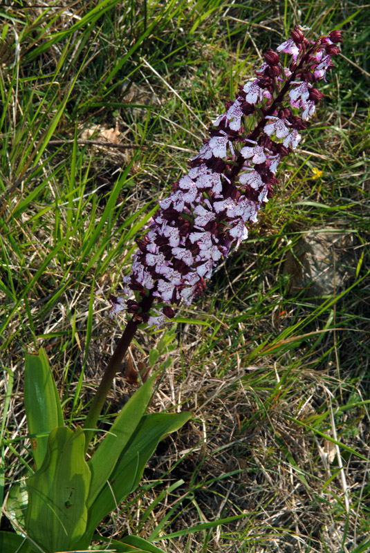 Orchis purpurea